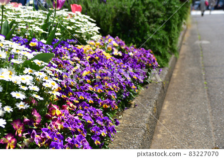 Spring roadside flowerbed Spring roadside flowerbed 83227070