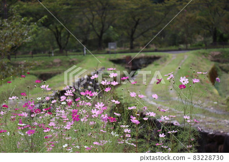 Scenery taken by blurring the background scenery and focusing on cosmos 83228730