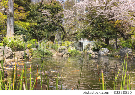 [東京愛宕] 散落著櫻花花瓣的愛宕神社池塘 83228830