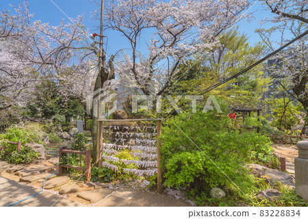 [東京愛宕] 愛宕神社池塘前的算命樹和盛開的櫻花樹 83228834