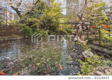 【東京愛宕】愛宕神社的池塘里,滿是櫻花花瓣的鯉魚在游弋 【東京愛宕】愛宕神社的池塘里,滿是櫻花花瓣的鯉魚在游弋 83228835