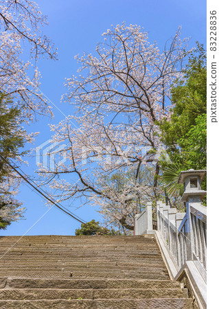 [東京愛宕] 櫻花樹盛開的愛宕神社石階頂端。 83228836