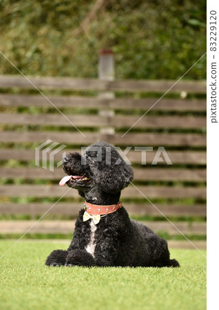 狗跑推薦的標準貴賓犬 83229120