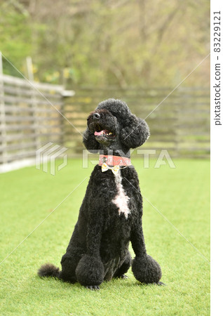 狗跑推薦的標準貴賓犬 83229121