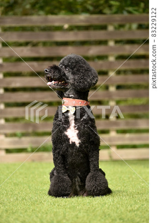 Standard Poodle recommended by dog run Standard Poodle recommended by dog run 83229122
