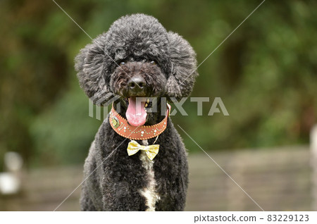 狗跑推薦的標準貴賓犬 83229123