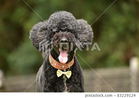 狗跑推薦的標準貴賓犬 狗跑推薦的標準貴賓犬 83229124