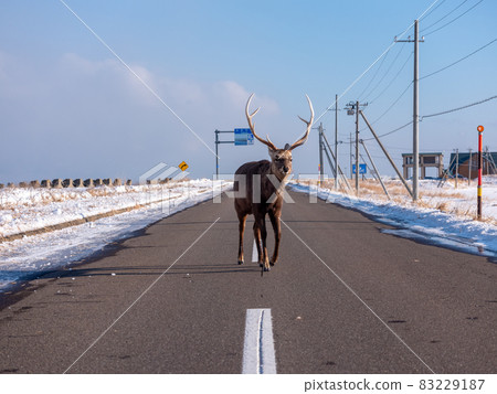 在Noshi半島的Ezoshika 83229187