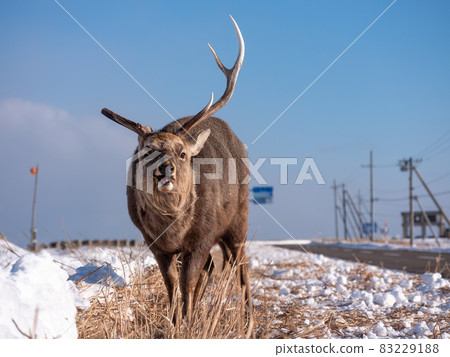 在Noshi半島的Ezoshika 83229188