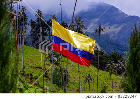 Colombian flag and the Colombian National tree, the Quindio Wax Palm at the mountains of the Cocora Valley Colombian flag and the Colombian National tree, the Quindio Wax Palm at the mountains of the Cocora Valley 83229247