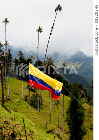 Colombian flag and the Colombian National tree, the Quindio Wax Palm at the mountains of the Cocora Valley 83229248