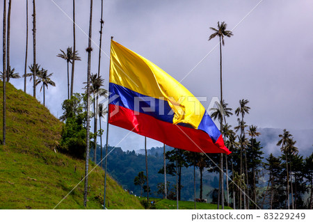 Colombian flag and the Colombian National tree, the Quindio Wax Palm at the mountains of the Cocora Valley Colombian flag and the Colombian National tree, the Quindio Wax Palm at the mountains of the Cocora Valley 83229249