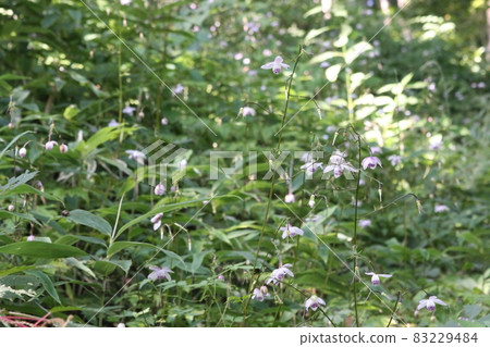 Renge goshoma Renge goshoma 83229484