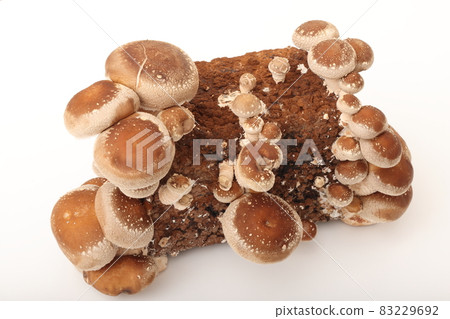 真菌床香菇 真菌床香菇 83229692
