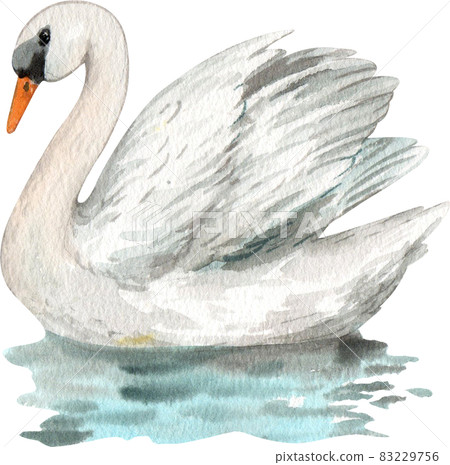 Duck and swan animal watercolor 83229756
