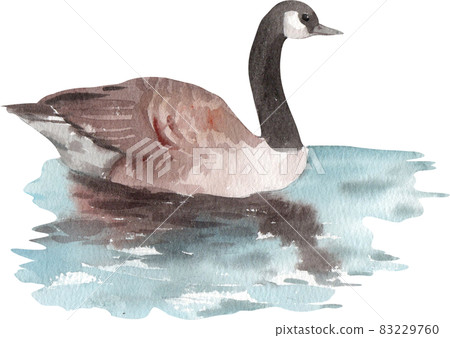 Duck and swan animal watercolor Duck and swan animal watercolor 83229760
