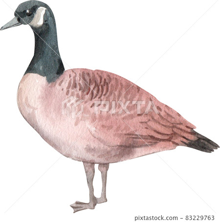 Duck and swan animal watercolor Duck and swan animal watercolor 83229763
