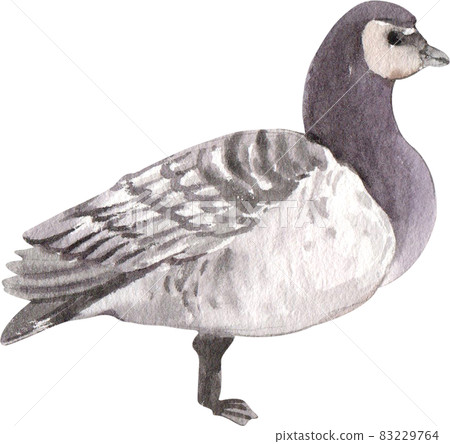 Duck and swan animal watercolor Duck and swan animal watercolor 83229764