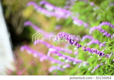 Salvia leucansa flowers Salvia leucansa flowers 83230068