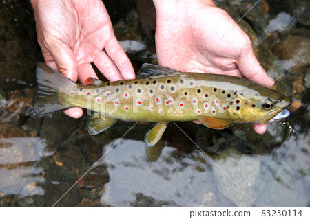 Brown trout caught with a lure Brown trout caught with a lure 83230114