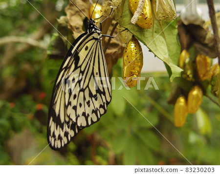 Butterflies and chrysalis 83230203