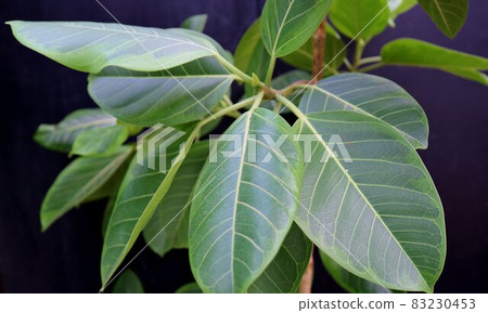 Healing foliage plant variegated rubber tree background 83230453