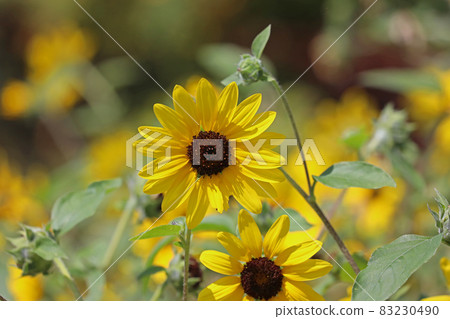 Sunflower Princess sunflower Sunflower Princess sunflower 83230490