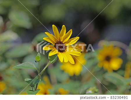Sunflower Princess sunflower 83230491