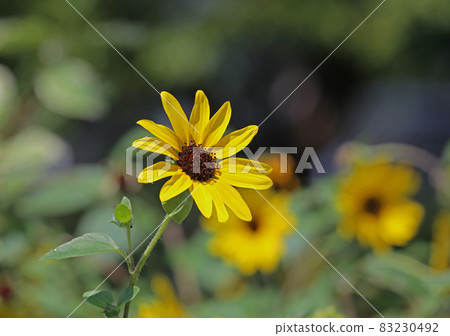 Sunflower Princess sunflower 83230492