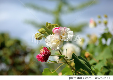 Drunky Flower Flower Drunky Flower Flower 83230545