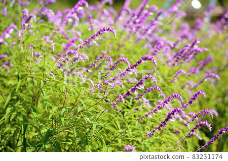 Salvia leucansa flowers Salvia leucansa flowers 83231174