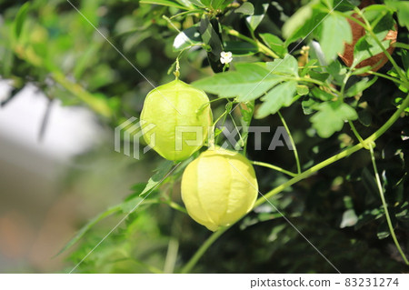 White flowers and fruits of balloon vine White flowers and fruits of balloon vine 83231274