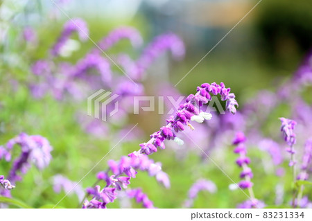 Salvia leucansa flowers Salvia leucansa flowers 83231334