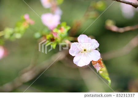 Cherry blossom arcade 83231337