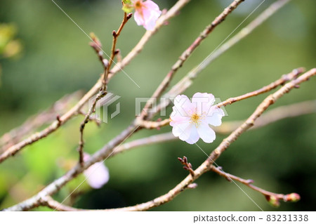 Cherry blossom arcade Cherry blossom arcade 83231338