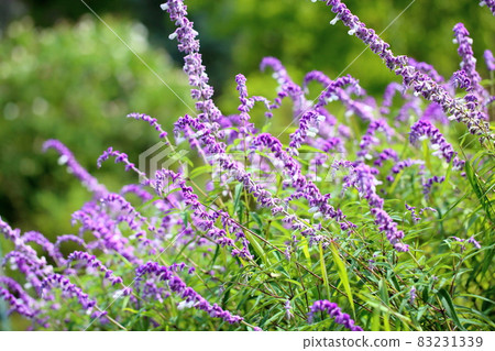 Salvia leucansa flowers Salvia leucansa flowers 83231339
