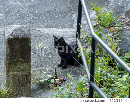 A black cat that settles in a shrine A black cat that settles in a shrine 83231344