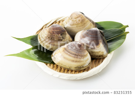 clam clam 83231355