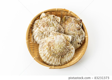  扇貝 83231373