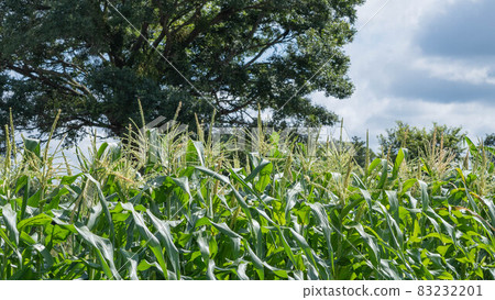 玉米田 83232201