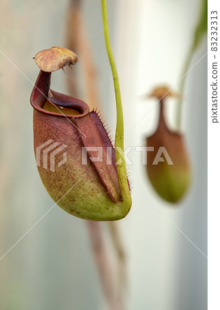 Carnivorous plant with insect trapping organ [Nepenthes] 83232313