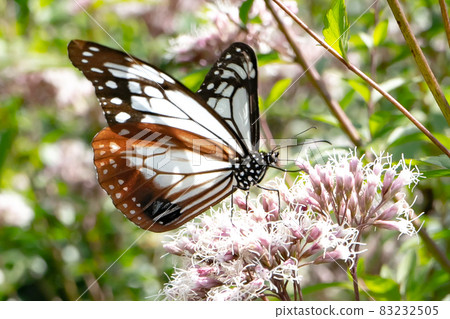 Chestnut tiger and wisteria. 83232505