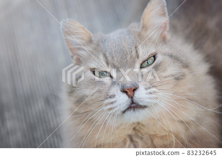 Cat face close up. Front view of cat looking at camera. Cute orange white fluffy female kitty with head on paws and ears a bit tilted. Stunning asymmetric markings. Selective focus. Cat face close up. Front view of cat looking at camera. Cute orange white fluffy female kitty with head on paws and ears a bit tilted. Stunning asymmetric markings. Selective focus. 83232645