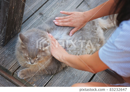 Hands of woman searching for cat fleas .Health and care about home pets. Hands of woman searching for cat fleas .Health and care about home pets. 83232647