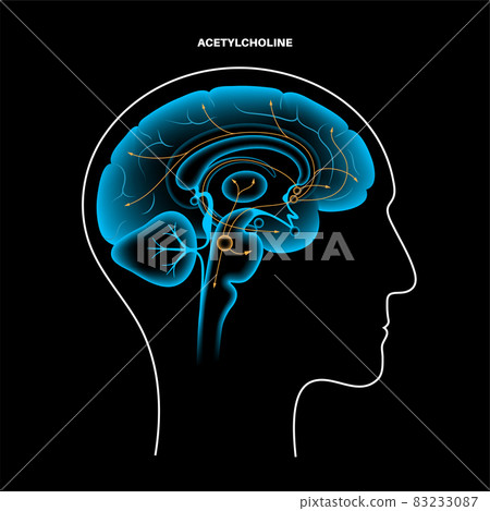 Acetylcholine cholinergic pathway Acetylcholine cholinergic pathway 83233087