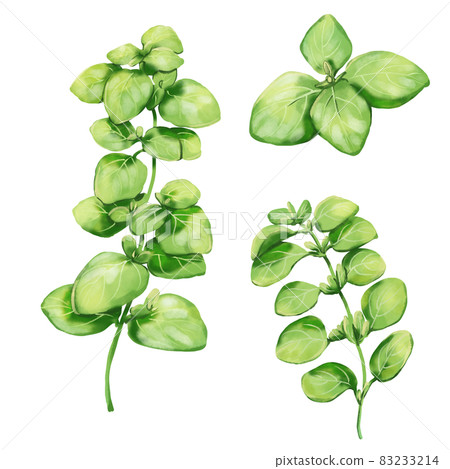 牛至水彩風格插圖集 83233214