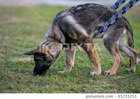 A four month old German Shepherd puppy in tracking training A four month old German Shepherd puppy in tracking training 83233253