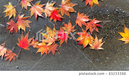 Photo of maple soaked in a puddle Photo of maple soaked in a puddle 83233388