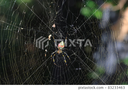 Araneidae 83233463