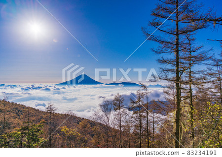 (Yamanashi Prefecture) Autumn leaves of larch, Mt. Fuji floating in the sea of clouds 83234191